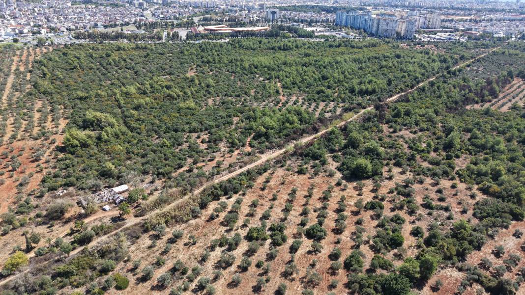 Rekolte Yüzde 30 Düştü, Zeytinyağı Fiyatı Ne Olacak? 2